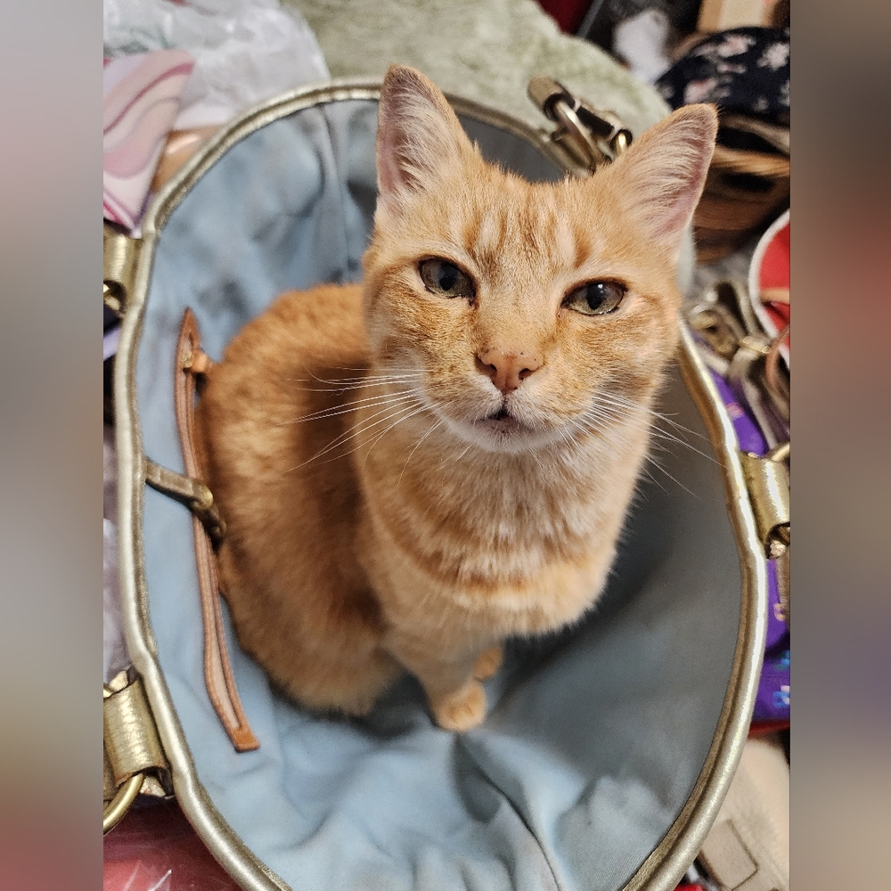 🛍😻✨️MARISSA IS LIVE! LUX & DESIGNER BAGS, WALLETS, & ACCESSORIES!✨️😻🛍 - Picture 10 of 11